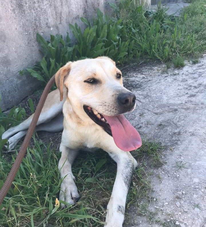 Sissi- cachorra de porte médio para adoção