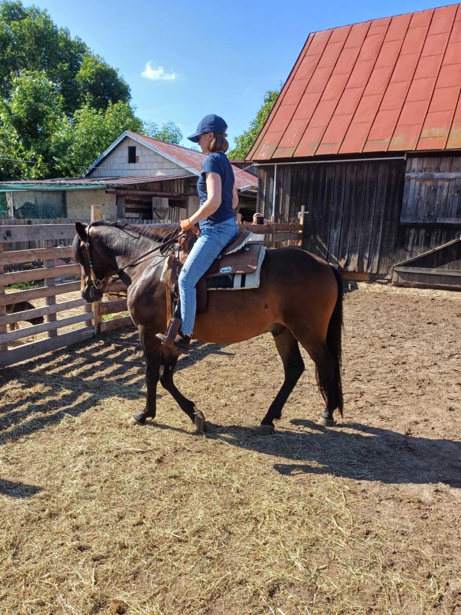 sprzedam 2 letniego wałacha hucuła