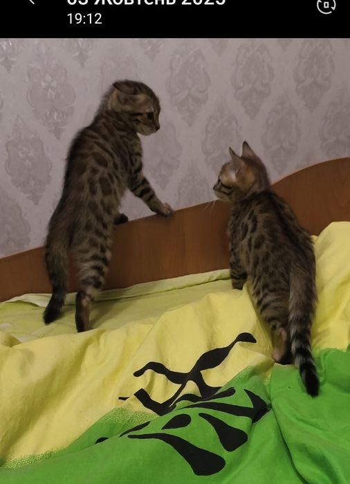 Леопардовый котяра( бенгал)