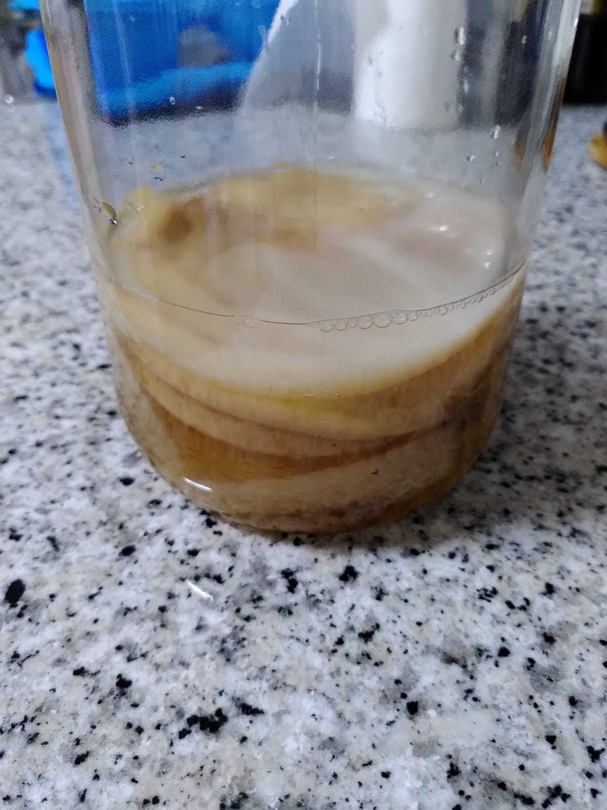 Disco Kombucha SCOBY