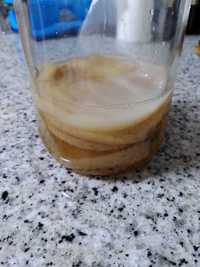 Disco Kombucha SCOBY