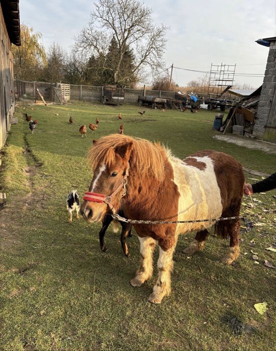 Sprzedam pięknego kucyka