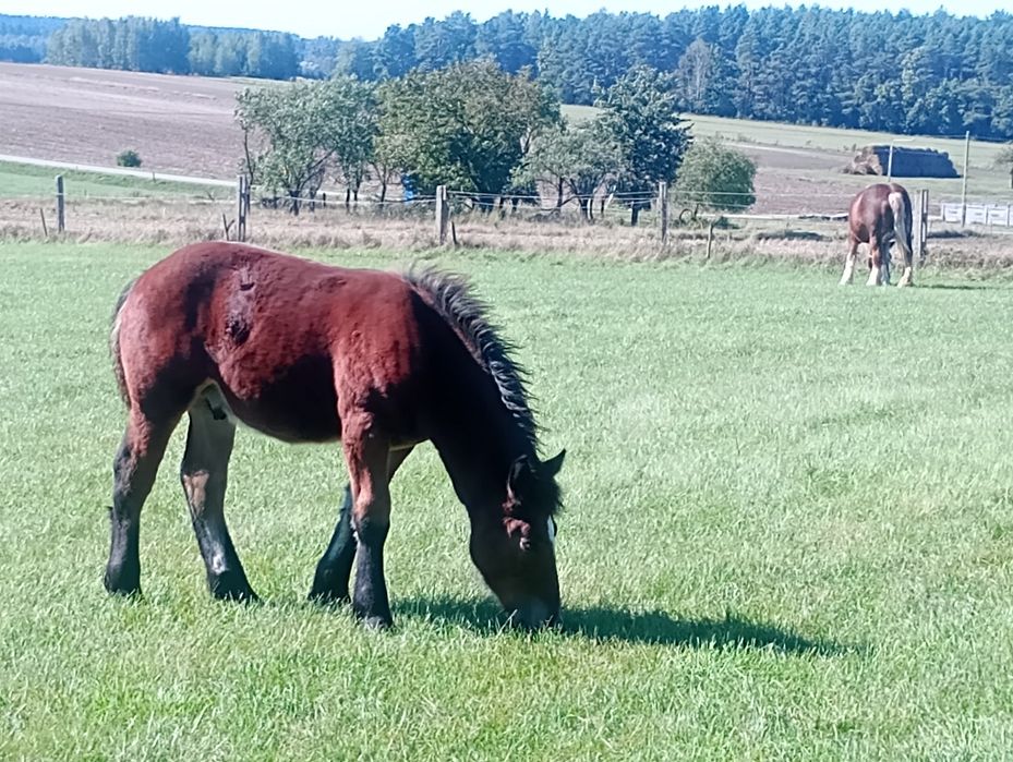 Ogierek grubej budowy