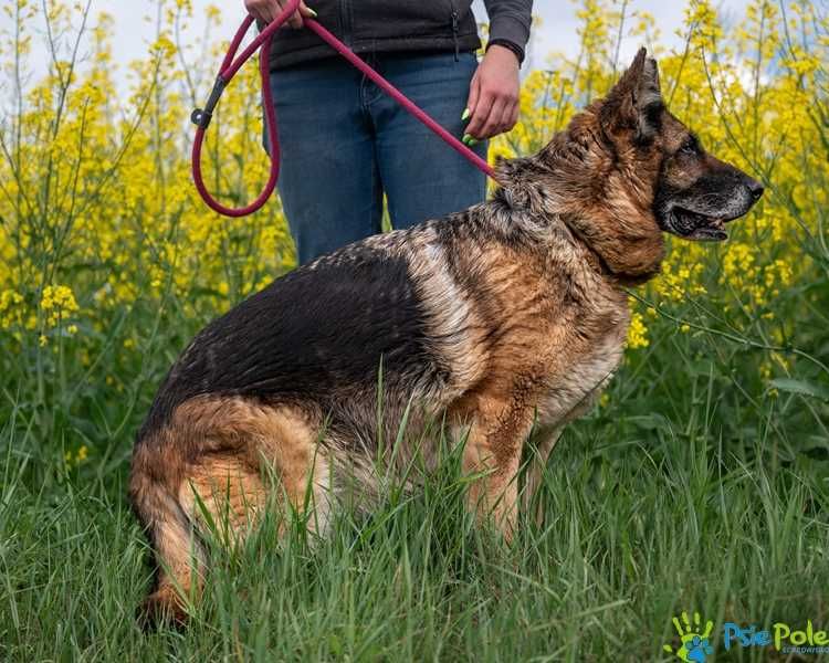 Sonetka - starsza, miła suczka w typie rasy owczarek niemiecki