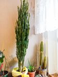 Wilczomlecz duży sukulent ponad 160 cm