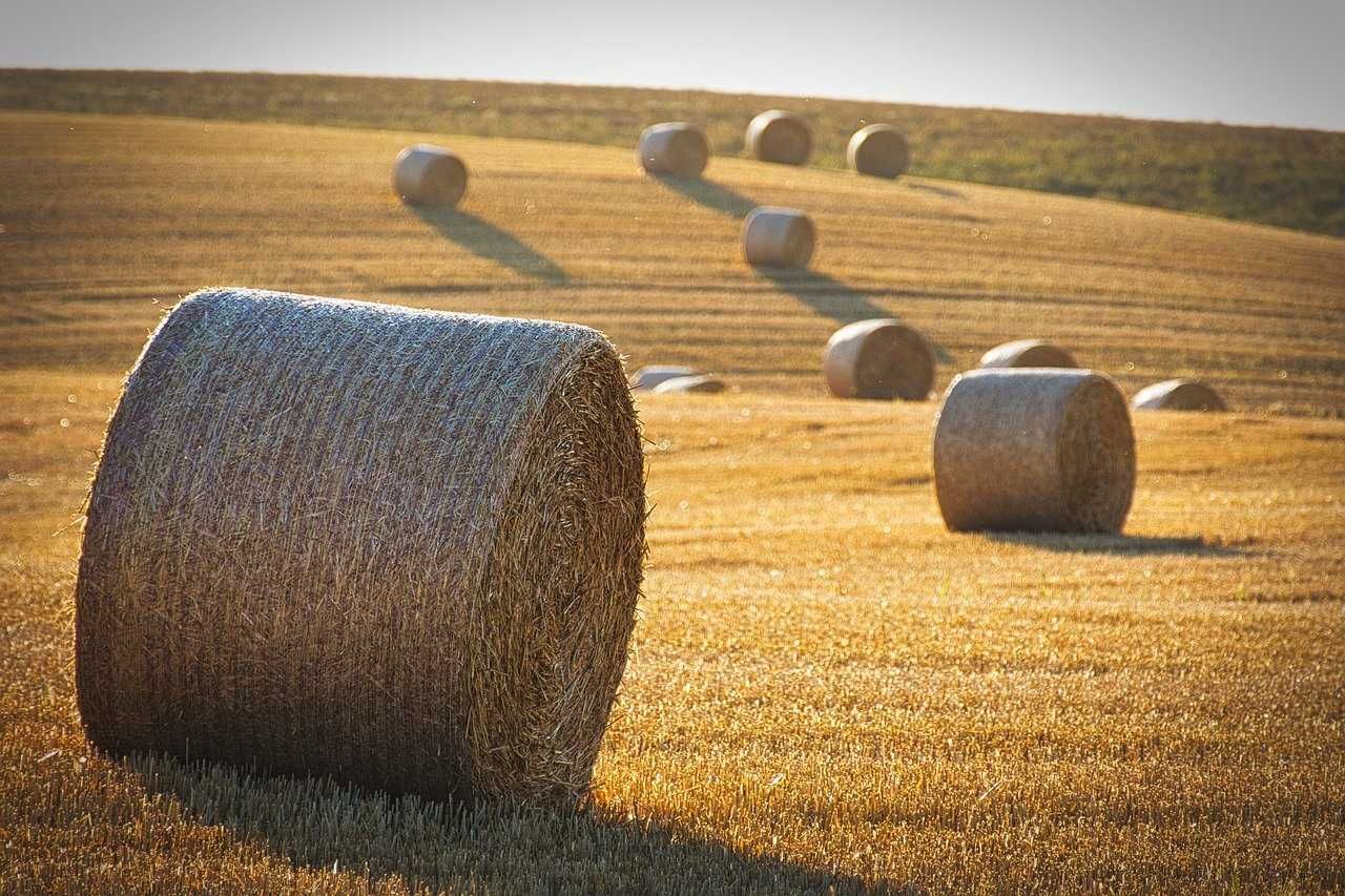 Słoma do truskawek w belach Grójec,Rawa,Warka,Nowe Miasto