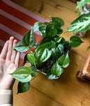 Anthurium clarinerviumX x pedatoradiatum