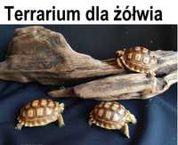Terrarium na start dla żółw grecki, stepowy, pustynny