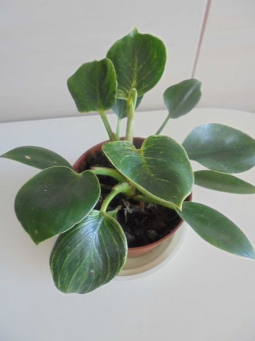Filodendron Birkin