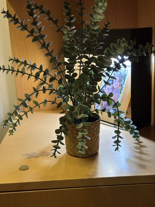 É Natal! Cesta de palhinha com verdes, para pender ou pousar