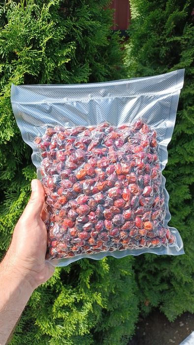 Шипшина сушена. Шипшина Карпати. Шиповник