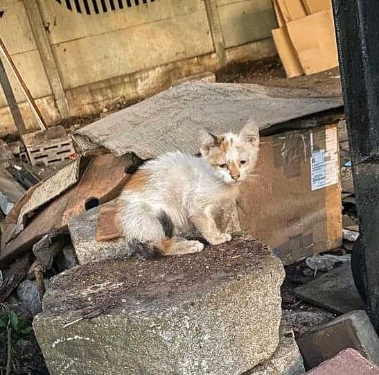 Bezdomne maleństwo szuka miłości