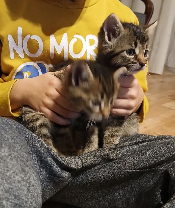 Oddam małe kotki w dobre ręce