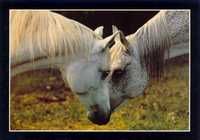 pocztówka koń konie arab Eq 77