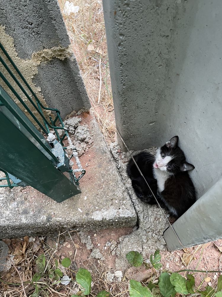 Adopção responsável - Gatos com 2 semanas