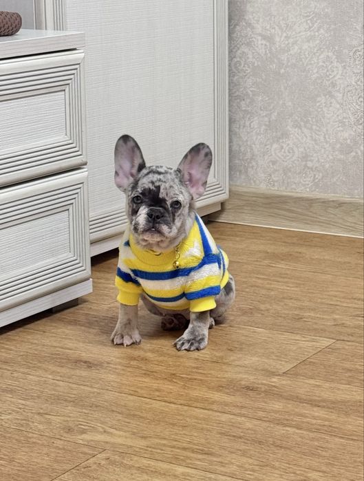 Веселі непосиди чекають на Вас!