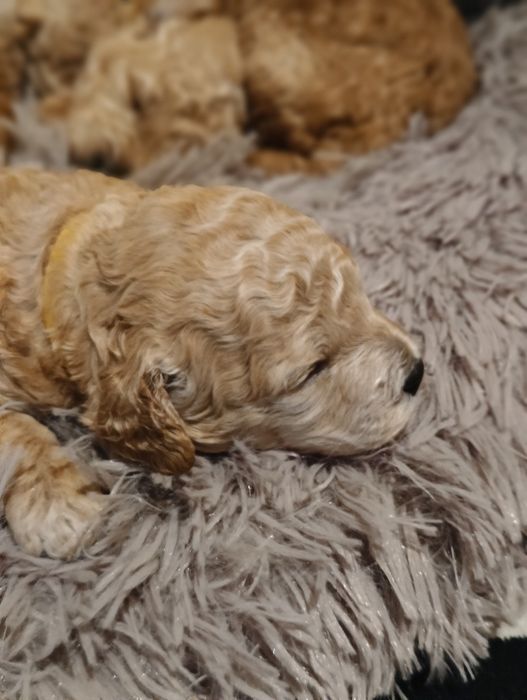 Pudel miniaturowy na granicy toy apricot - rezerwacja