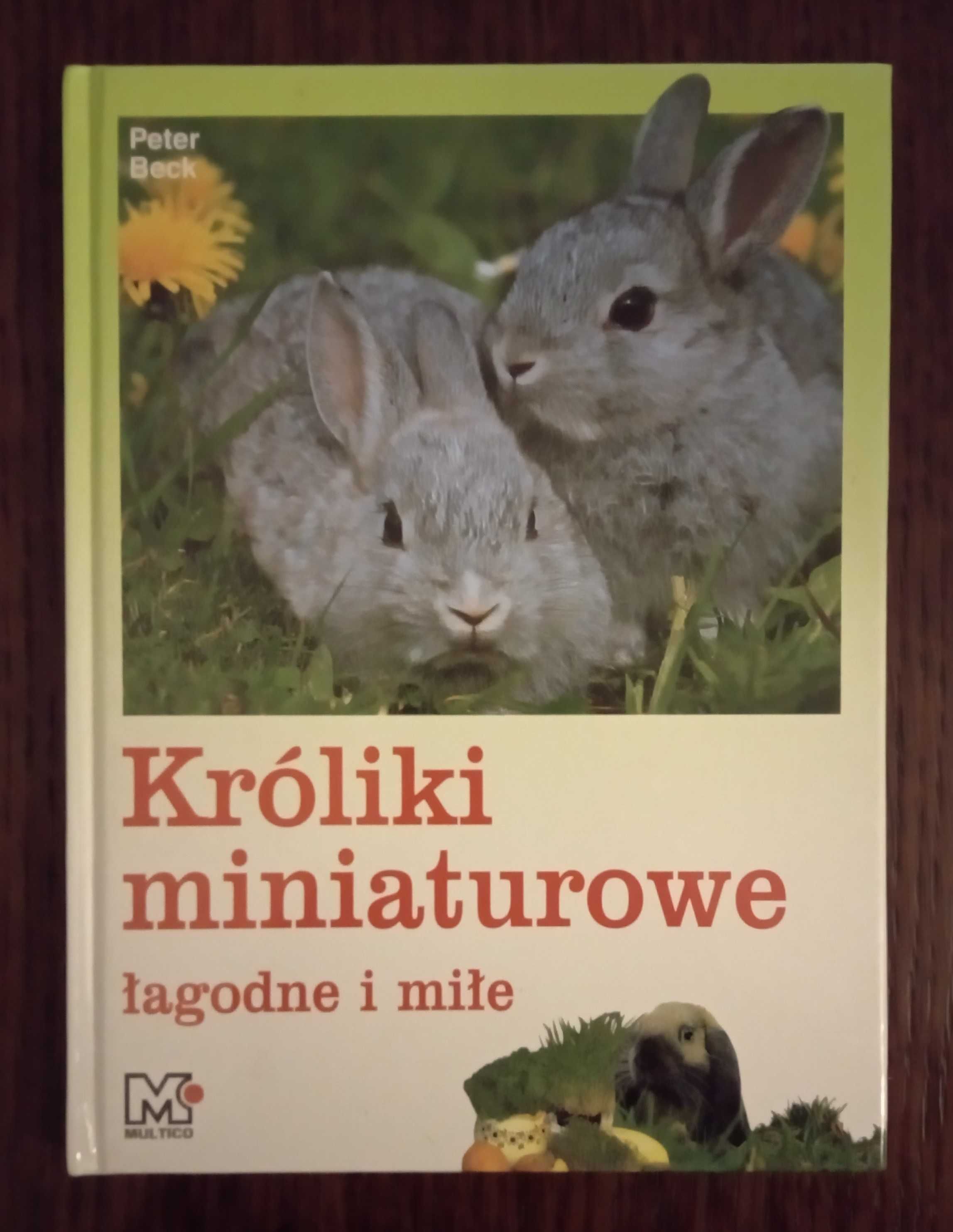 Króliki miniaturowe łagodne i miłe - Peter Beck