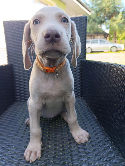 Wyżeł weimarski szczeniak suczka