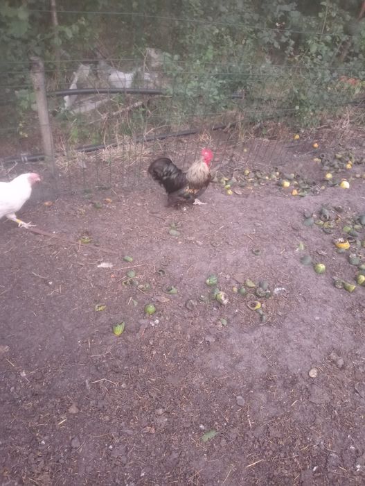 Witam sprzedam koguty 2 sztuki