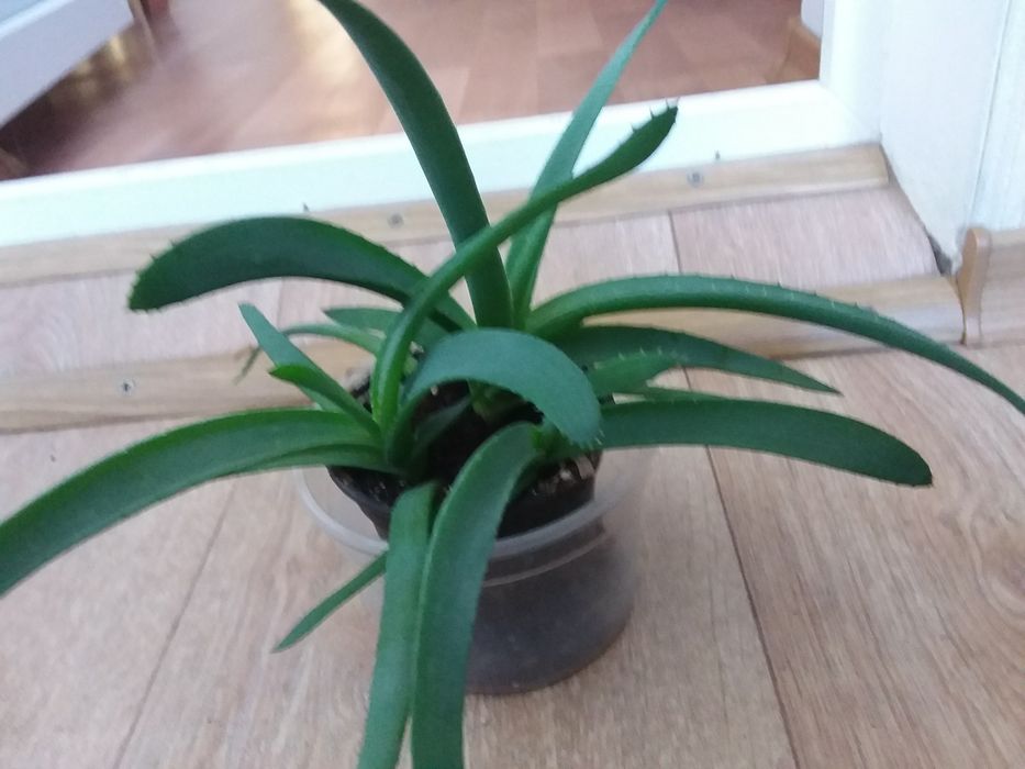 Алое  - вера, в ассортименте