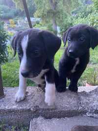 Cachorrinhos para Adopção