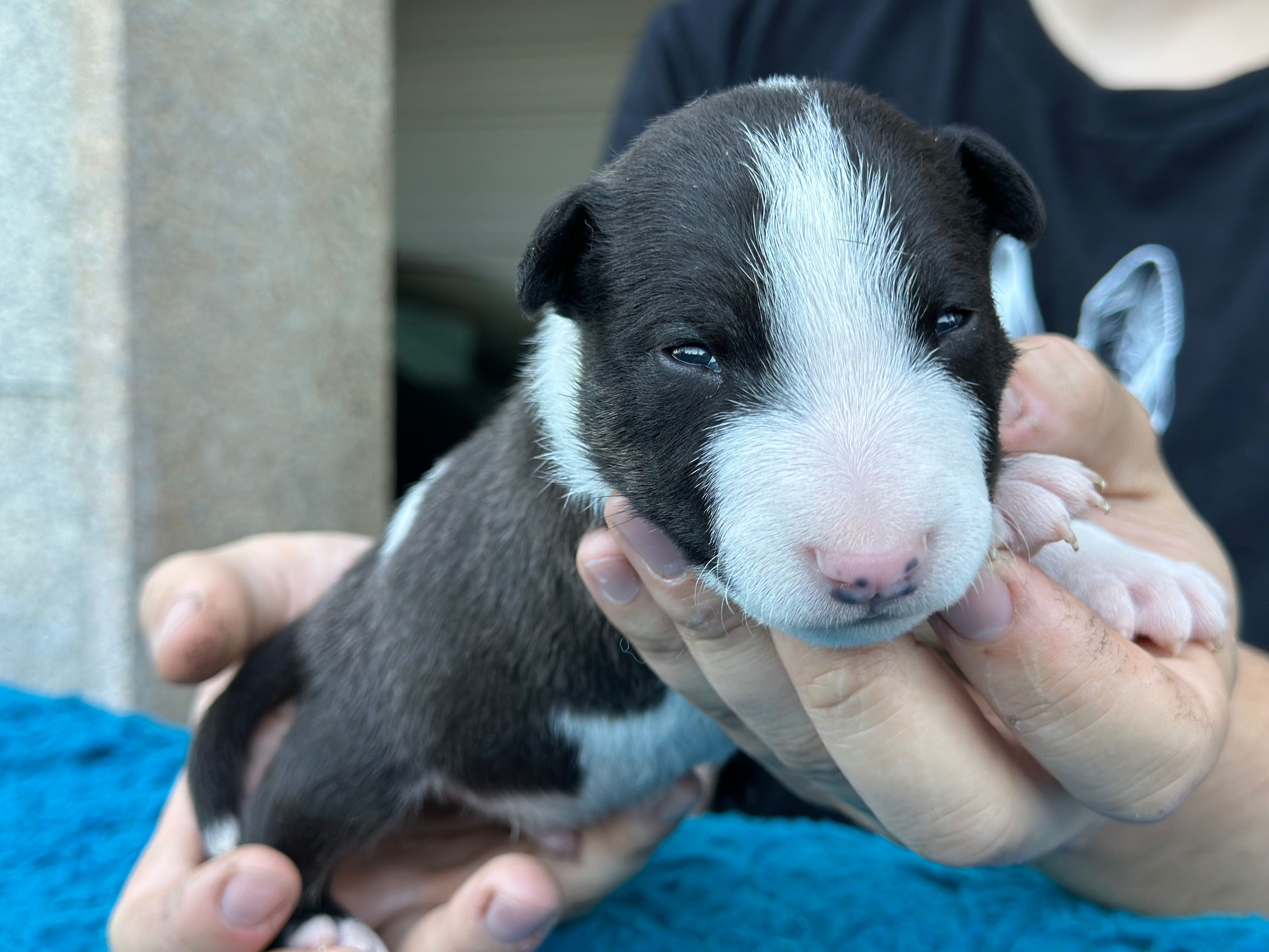Bull Terrier Miniatura Macho com LOP