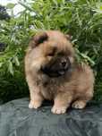 Wzorcowy Chow Chow Czał Czał piękny exterrier rodzice rodowód FCI