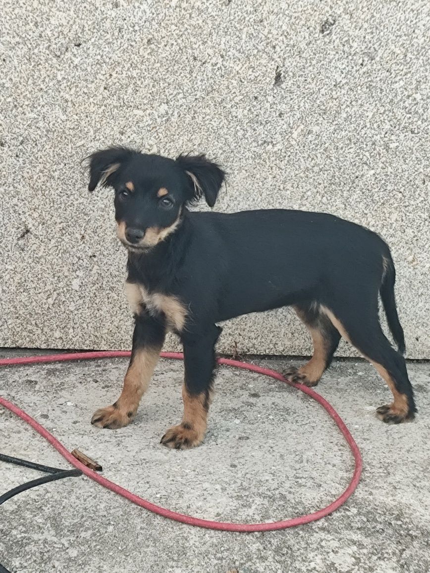 Cães pequenos para adotar