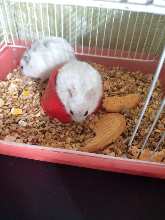 Джунгарский хомяк