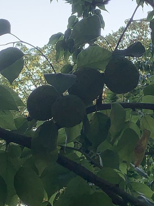 Маклюра 130 грн оптом от 3 кг