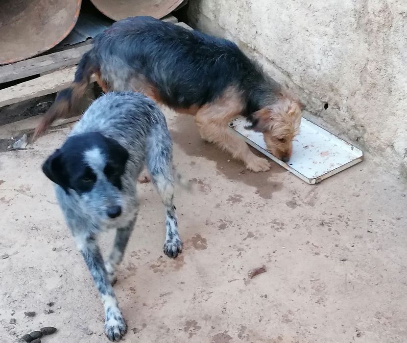 Cadelas podengo/epagneul