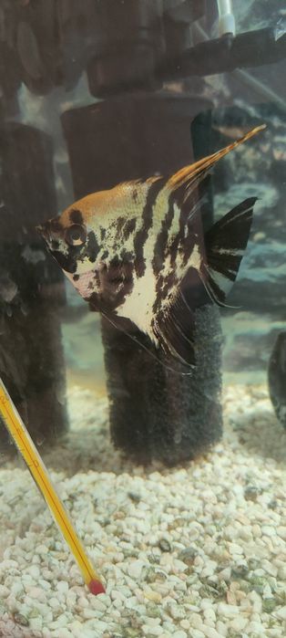 Ryba akwariowa Skalar