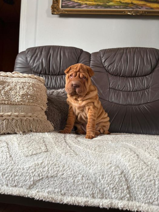 Shar pei dziewczynka