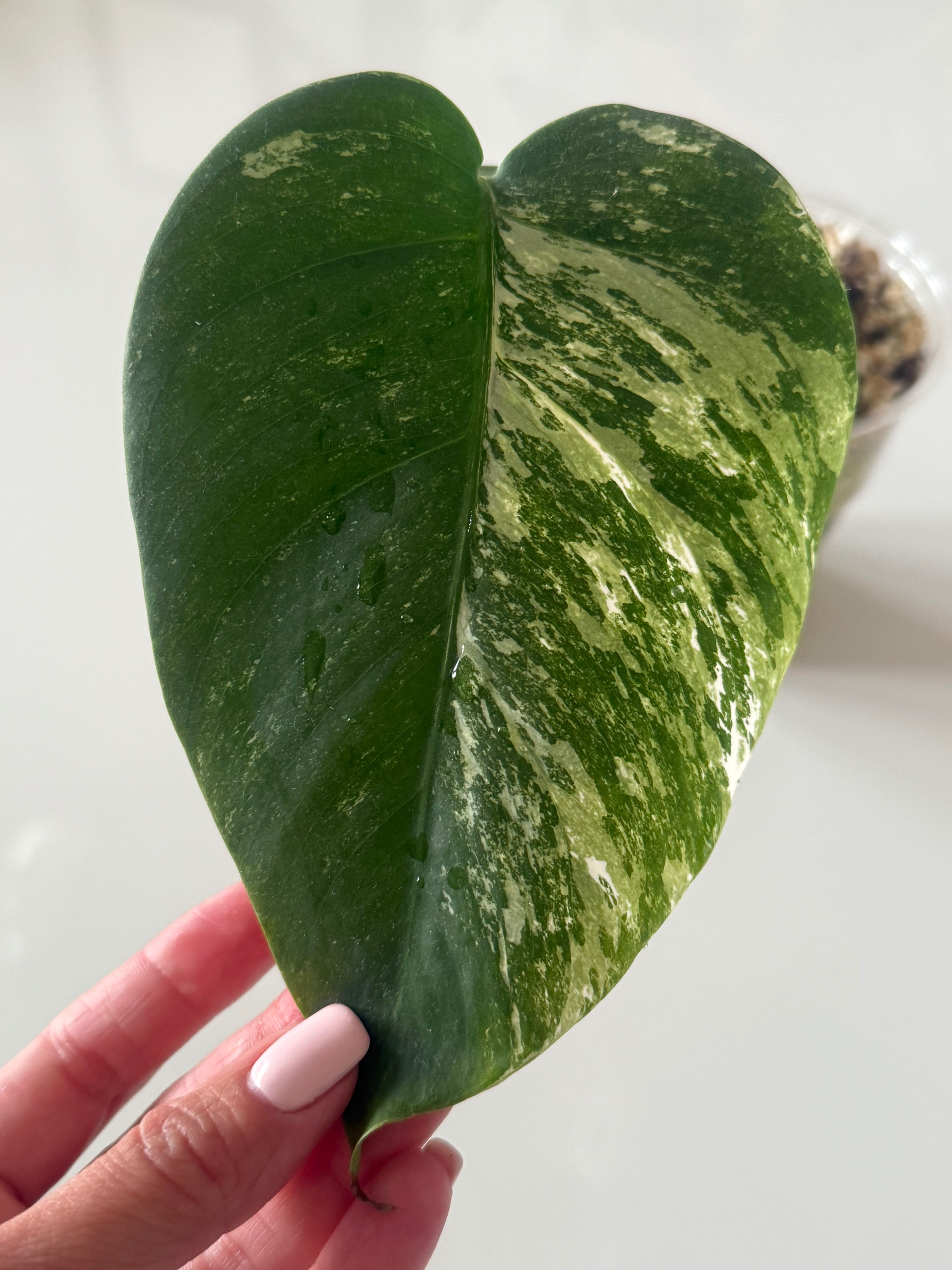 Monstera variegata- ukorzeniona sadzonka pędowa