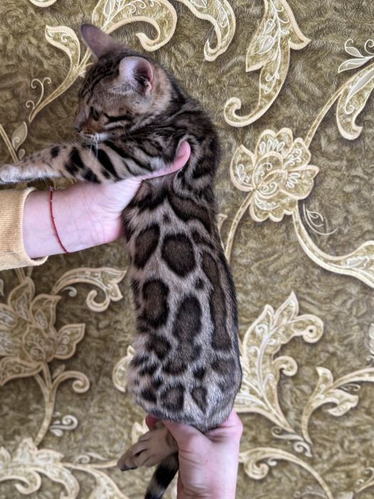 Бенгальські кошенята з документами