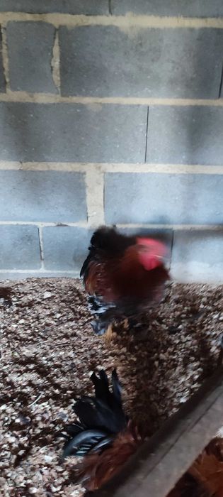 Galos bonitos de várias raças