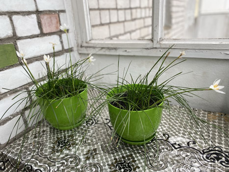 Продам комнатный цветок Зефирантес (комнатный нарцисс)