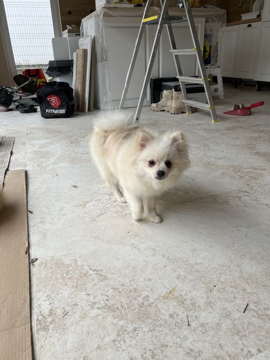 Szpic miniaturowy pomeranian suczka biała-cream
