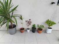 Vários vasos de plantas
