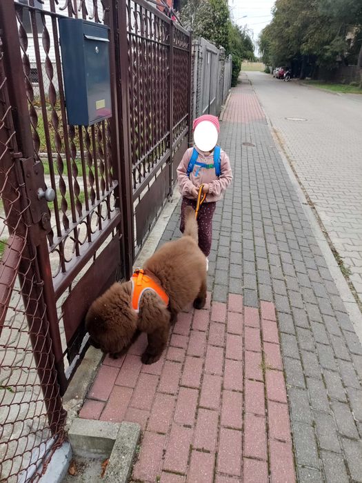 Dog Fantasy szelki neoprenowe dla szczeniąt neonowe pomarańczowe