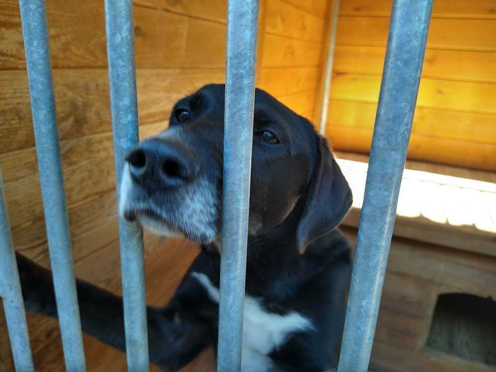 Spokojny,czarny,wielkości labradora pies PRZYSTANEK