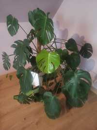 Monstera dziurawa