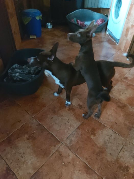 Uma família para o Eddie e para a Estrela