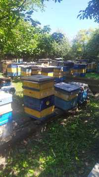 Продам в начале мая 50 пчелопакетов на рамку рута. г. Каменское.