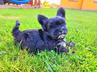 Black Yorkshire Terrier miniaturka