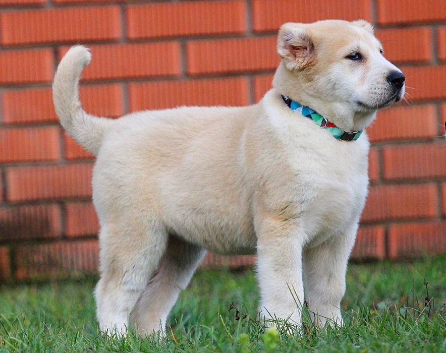 Дівчинка - вовкодав.  Таяна.