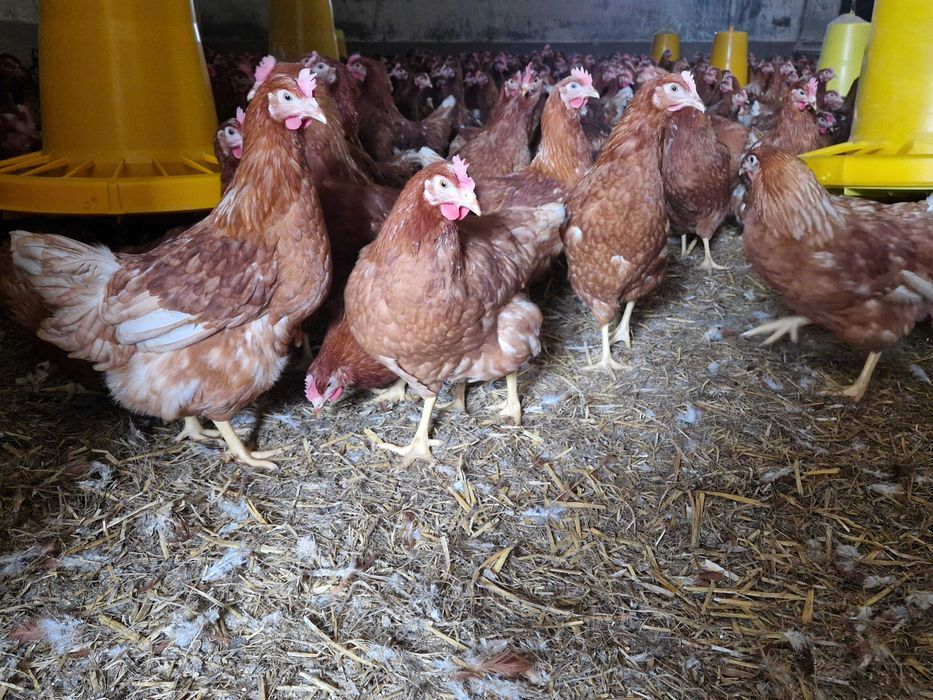 Kurki kokoszki nioski rasy Tetra brązowa z jajkiem dostawa Gratis