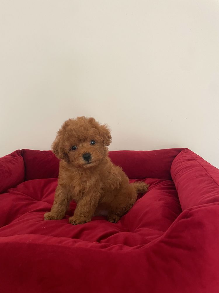 Maltipoo chłopiec red
