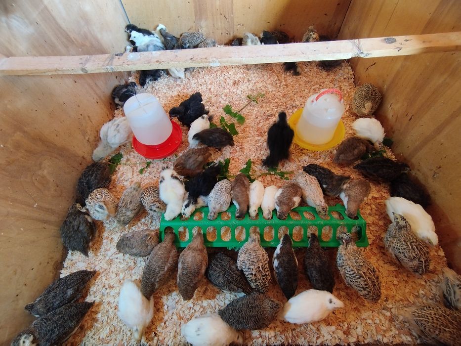 Codornizes de várias mutações